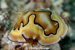Chromodoris coi, Alona Beach, 2008 by Christian Skauge 